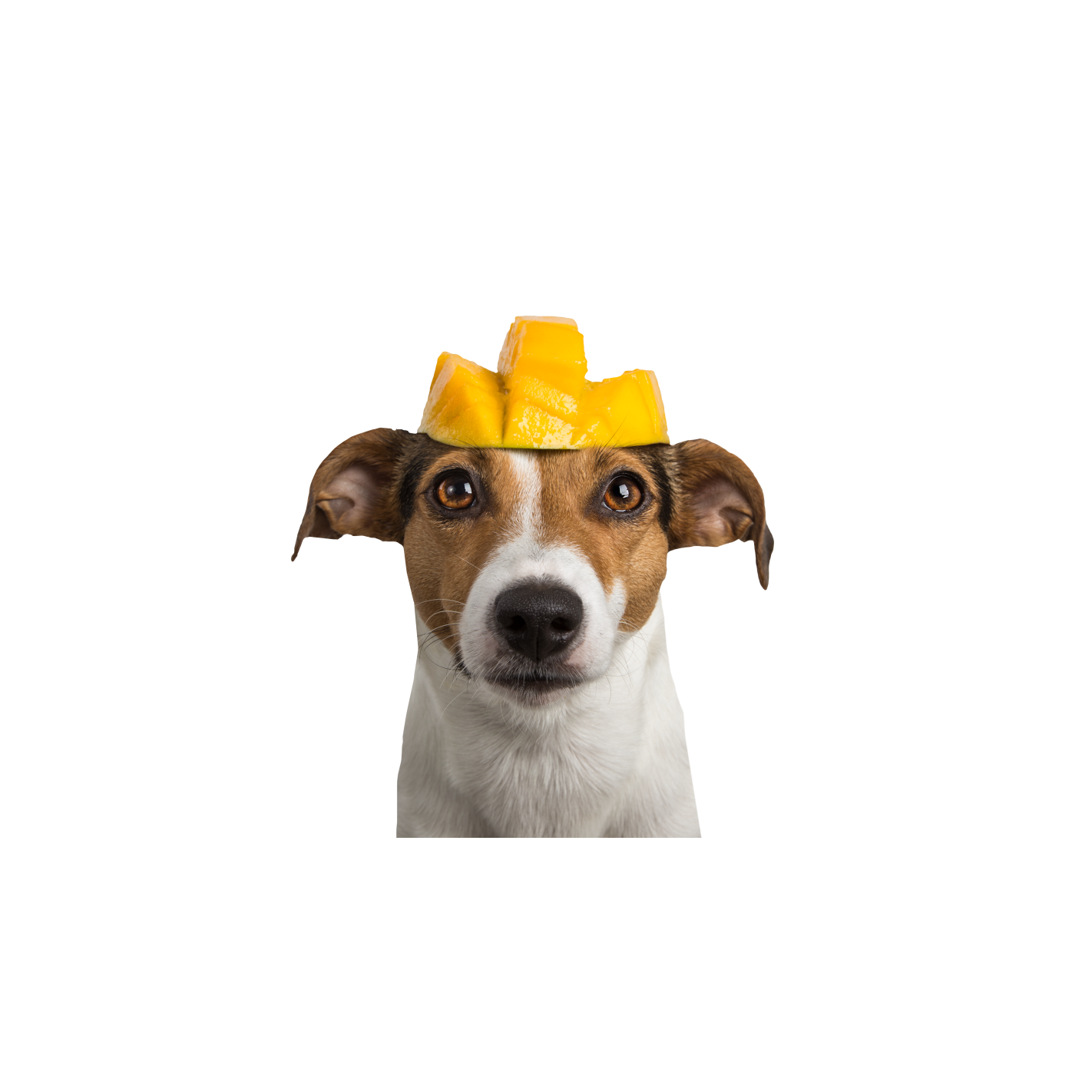 Tippy Taps de Mango snacks de fruta deshidratada para perros