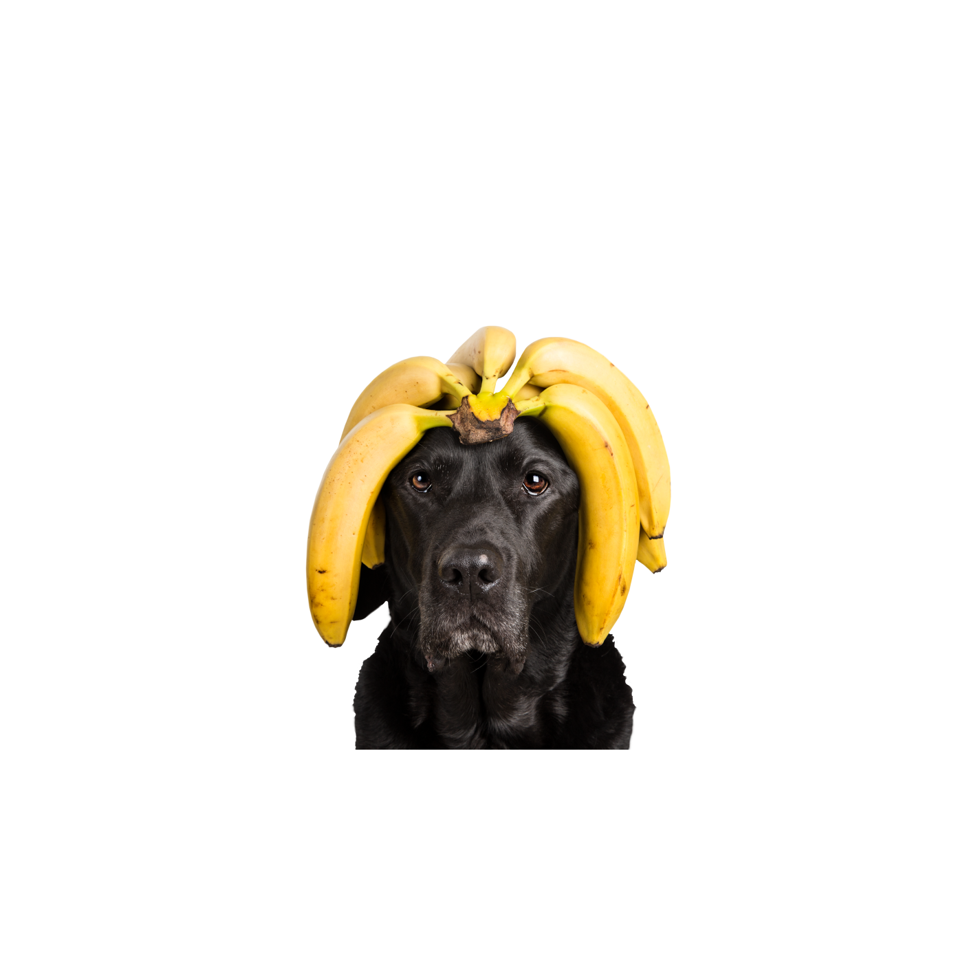 Tippy Taps de Plátano snacks de fruta deshidratada para perros