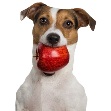 Tippy Taps de Manzana dulce snacks de fruta deshidratada para perros