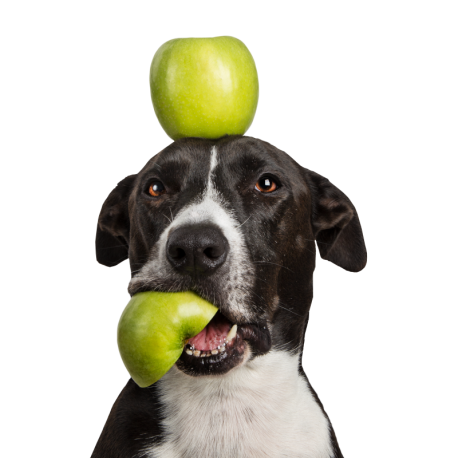 Tippy Taps de Manzana ácida snacks de fruta deshidratada para perros