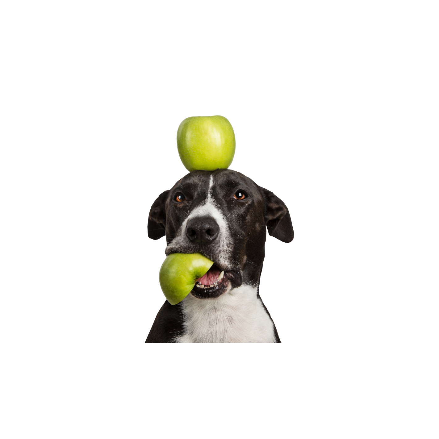 Tippy Taps de Manzana ácida snacks de fruta deshidratada para perros