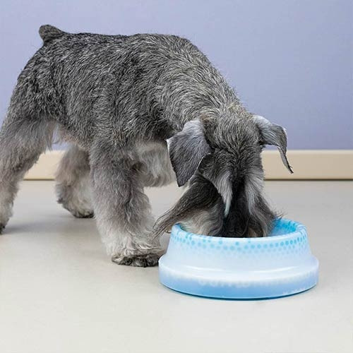 Bebedero refrescante